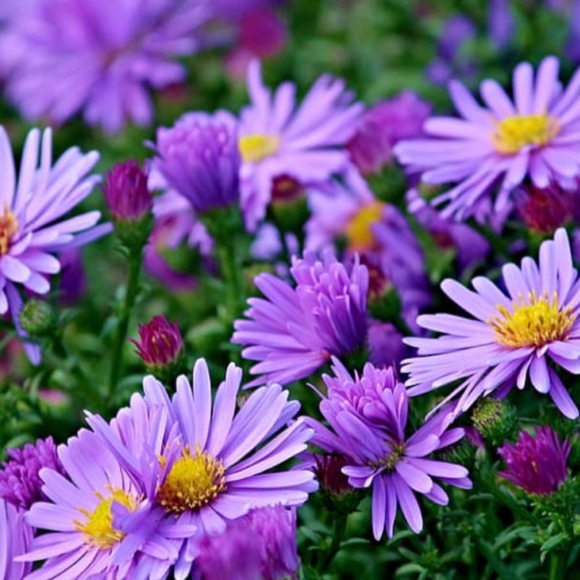 aster_place
